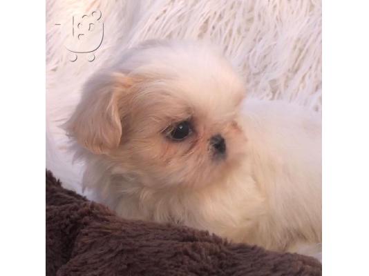 PoulaTo: Shih Tzu